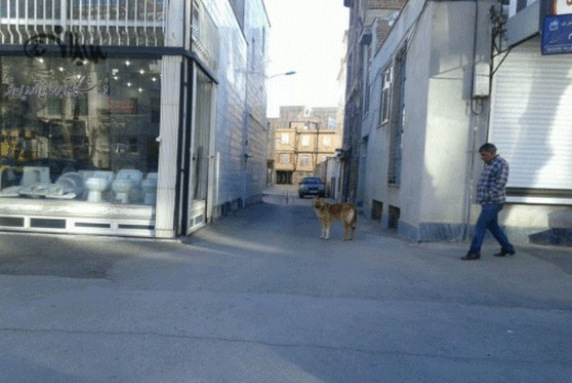 جولان سگ‌های ولگرد در خیابان‌های اردبیل+تصاویر