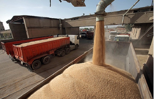 خرید گندم در خوزستان از مرز 246 هزار تن گذشت
