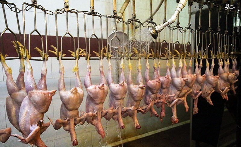 عرضه 22 هزار تن گوشت مرغ در بازار گیلان