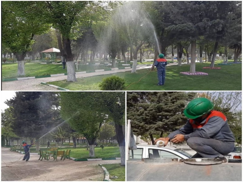 درختان نارون شهر کرمانشاه سم پاشی می‌شوند