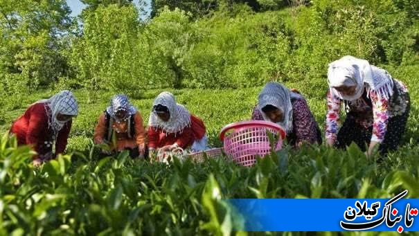 آمادگی سازمان چای کشور برای عقد قرار داد با کارخانجات چایسازی