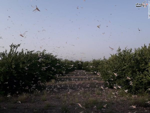 ملخ&zwnj;ها تا کل استان هرمزگان را فتح نکنند دست بردار نیستند