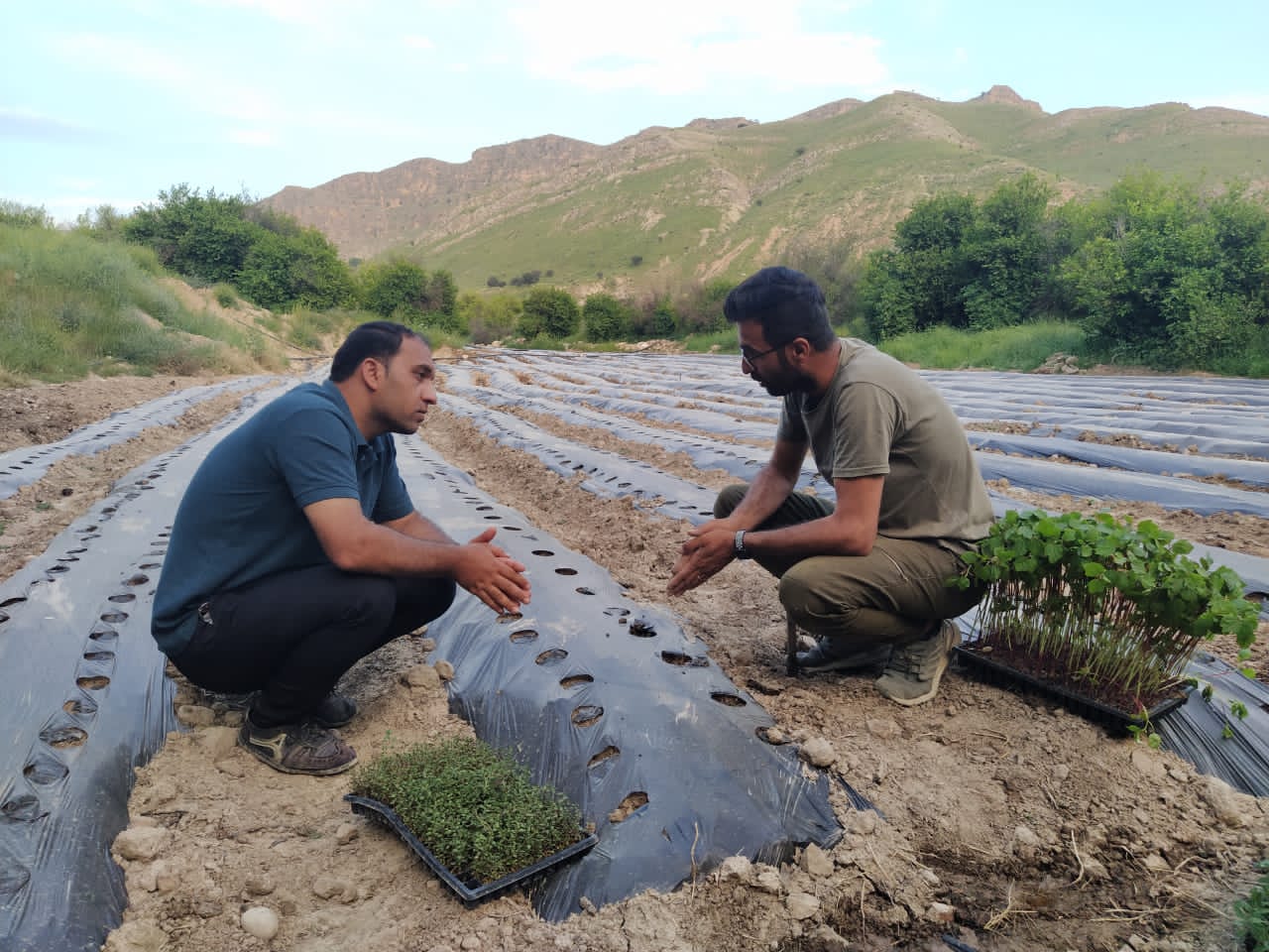 گیاهان دارویی نسخه ی اشتغالزایی بنیاد علوی در لنده+فیلم و تصویر گیاهان دارویی نسخه ی اشتغالزایی بنیاد علوی در لنده+فیلم و تصویر