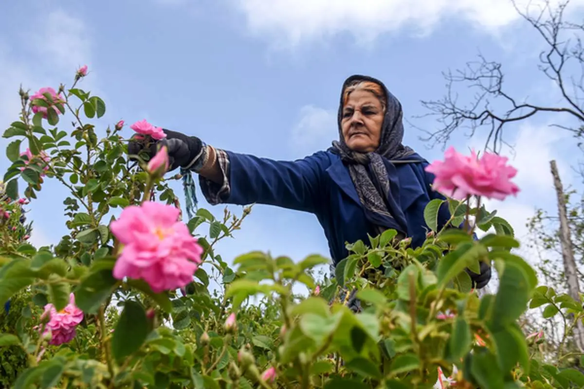 پیشبینی برداشت ۵۰۰ تن گل محمدی از مزارع اردبیل پیشبینی برداشت ۵۰۰ تن گل محمدی از مزارع اردبیل