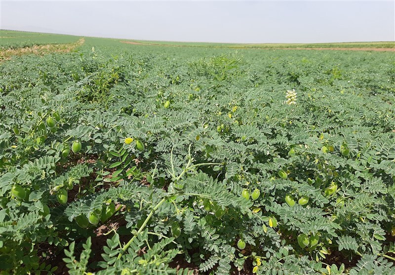 مرغوبترین عدس کشور در اردبیل تولید میشود/ تولید نیمی از کلزای استان در شهرستان بیلهسوارفرماندار بیله سوار گفت:شهرستان بیله سوار با کاشت ۴هزار هکتار از اراضی کشاورزی به کشت دانه روغنی کلزا نقش موثری در تولید این محصول در استان دارد و نیمی از کلزای استان اردبیل در این شهرستان کشت شده است. مرغوبترین عدس کشور در اردبیل تولید میشود/ تولید نیمی از کلزای استان در شهرستان بیلهسوارفرماندار بیله سوار گفت:شهرستان بیله سوار با کاشت ۴هزار هکتار از اراضی کشاورزی به کشت دانه روغنی کلزا نقش موثری در تولید این محصول در استان دارد و نیمی از کلزای استان اردبیل در این شهرستان کشت شده است.