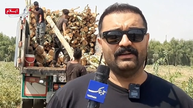 برداشت ۲۸۰۰ تنی چوب اکالیپتوس از مزارع دهلران ارزشی بالغ بر ۲۴ میلیارد تومان + فیلم برداشت ۲۸۰۰ تنی چوب اکالیپتوس از مزارع دهلران ارزشی بالغ بر ۲۴ میلیارد تومان + فیلم
