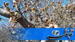 خسارت ۹۷۰ میلیاردی سرما بر باغداران یزدی