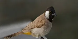 محموله قاچاق جوجه بلبل خرما در مرز شلمچه کشف شد