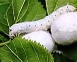 استان اصفهان رتبه ششم پرورش کرم ابریشم را در کشور دارد