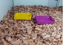 خارج شدن محموله مرغ های غیر بهداشتی از زنجيره مصرف