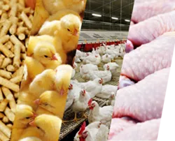 فعالیت ۷ زنجیره طیور درآذربایجان غربی