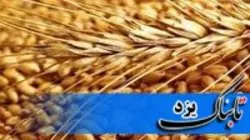 مشخص شدن قیمت خرید تضمینی گندم در استان یزد
