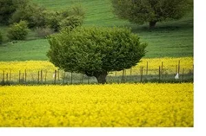آمادگی اداره تعاون روستایی باغملک برای خرید تضمینی کلزا