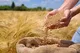 خرید تضمینی ۴۳ هزار تن گندم در سمنان/ فعالیت ۲۰ مرکز خرید در سراسر استان سمنان