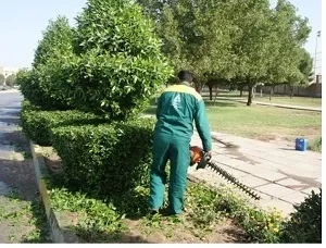 هرس کونوکارپوس‌ها برای جلوگیری از تنگی نفس پاییزه در خوزستان