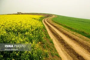 آخرین آمار خرید گندم و کلزا توسط تعاون روستایی خوزستان
