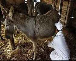 صدور مجوز پرورش الاغ از نظر قانونی منعی ندارد