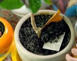 تولید کارت های تغذیه کننده خاک در اصفهان