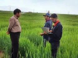 ثبت 1700 هکتار کشت قراردادی گندم در اصفهان