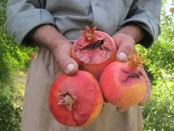 25 هزار هکتار باغات اصفهان در تنش خشکی