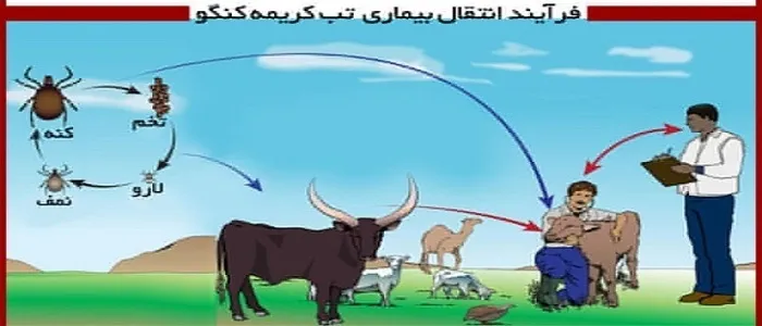 پیشگیری تنها راه مبارزه با بیماری تب کریمه گنگو است