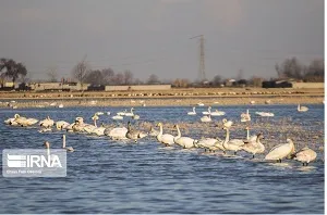 پرندگان تالاب میانگران شمارش شدند