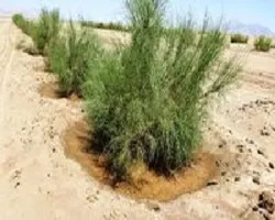 آران و بیدگل، الگوی موفق در بیابان زدایی