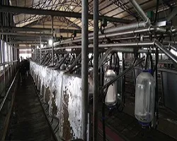 طراحی و تولید لاینرهای شیر دوش دام در اصفهان