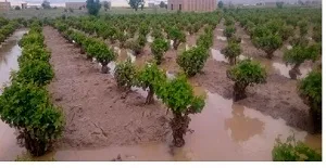 خسارت 1700 میلیارد ریالی سیلاب به مزارع خرمشهر