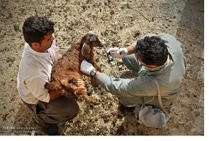سمپاشی بیش از ۳۳ هزار رأس دام سنگین و سبک در شادگان