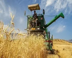 افزایش 2 برابری خرید تضمینی گندم از کشاورزان اصفهانی