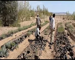 اجرای چهار طرح آبخیزداری در شهرستان خوروبیابانک