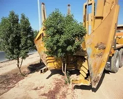 ایجاد صندوق درآمدی برای توسعه فضای سبز در شهرداری اصفهان