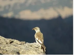 مشاهده و ثبت دو گونه پرنده جدید در خوزستان