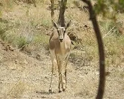 ورود به مناطق حفاظت شده اصفهان ممنوع